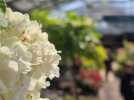 C'est le rush dans les jardineries de Picardie