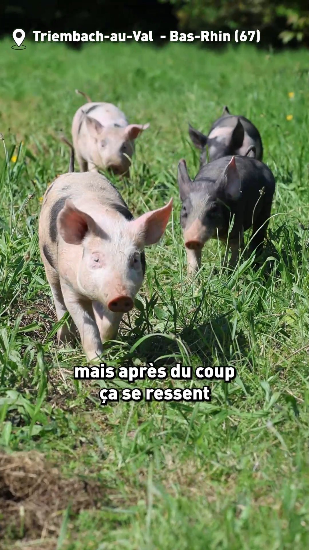 Des cochons en liberté à Triembach-au-Val