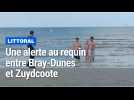 Alerte au requin entre Bray-Dunes et Zuydcoote : un important dispositif déployé
