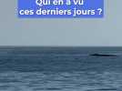 Rorqual, dauphins... Ces derniers jours, les animaux marins offrent un beau paysage à la population niçoise !