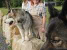 La fête du bien-être canin de retour à Moreuil