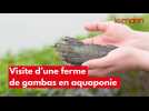 VIDÉO. Visite de la première ferme de gambas à grande échelle en aquaponie de France