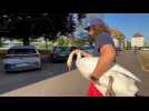 Vesoul : Flooz -Flooz et le cygne