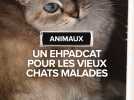 Un EhpadCat pour des vieux chats malades dans le Tarn