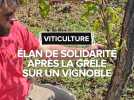 Hautes-Pyrénées : 50 personnes prêtent main-forte aux vignerons après un épisode de grêle historique