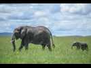VIDÉO. Pendant des heures, une mère éléphant tente de bouger un camion pour sauver son petit