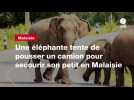 VIDEO. Une éléphante tente de pousser un camion pour secourir son petit en Malaisie