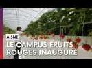 Le Campus Fruits Rouges, un laboratoire à ciel ouvert pour développer la filière