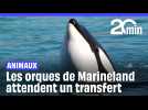 Les orques de Marineland attendent désespérément leur transfert