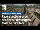Faute de pluie, les escargots de Flines ne sortent plus de leur maisonnette