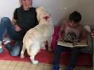 Béthune : médiation canine avec Thao à l'école Sainte-Famille