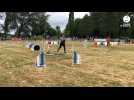 VIDÉO. Passionnés d'agility avec leur chien, elles et ils nous racontent comment ils se sont lancés