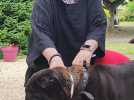 Le shar-peï en vedette samedi à Verquin