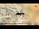 En Corse, le combat contre la fourmi Tapinoma magnum continue