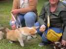 34 chiens Corgis, race légendaire originaire du Pays de Galles, dont la star de TikTok, Lemon, étaient rassemblés au manoir Marceau de Viiel-Hesdin
