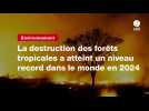 VIDEO. La destruction des forêts tropicales a atteint un niveau record dans le monde en 2024