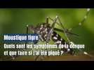 Moustique tigre : les symptômes et traitements de la dengue