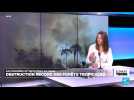Destructions record des forêts tropicales en 2024 : incendies et agriculture en cause