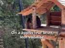 Animaux - Les singes dorés, nouvelle attraction du Zooparc de Beauval