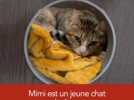 #adopteunanimal - Mimi, chat de 4 ans est à adopter à l'APA du Puy-de-Dôme