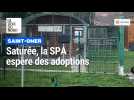 Saturée, la SPA de Saint-Omer espère des adoptions