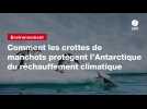 VIDEO. Comment les crottes de manchots protègent l'Antarctique du réchauffement climatique