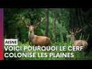 Nouvelle bête noire des chasseurs, pourquoi le cerf colonise les plaines ?