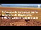 Échouage de sargasses à Marie-Galante en Guadeloupe