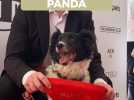 La Palm Dog 2025 décernée à PANDA !