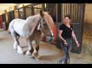 Hermes super papy du Haras National d'Hennebont