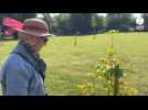 VIDEO. Des arbres plantés à Saint-Lô en mémoire des victimes civiles de la Seconde Guerre mondiale