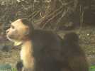 Vidéo Un singe capucin nommé Joker responsable d'une vague d'enlèvements de bébés d'une autre espèce Vidéo Un singe capucin nommé Joker responsable d'une vague d'enlèvements de bébés d'une autre espèce