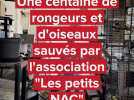 Une centaine de rongeurs et d'oiseaux sauvés par l'association 