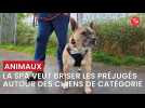 Les chiens de catégorie au refuge SPA de Poulainville