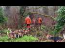 VIDEO. Sanglier à Couëron, bécasse en forêt du Gâvre : derniers jours de chasse en Loire-Atlantique