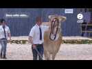 VIDÉO. On a suivi la vache Reinette, de la Loire-Atlatnque au podium du Salon de l'agriculture