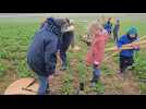 Des écoliers de Guise aident un agriculteur à planter des haies à Monceau-le-Neuf-et-Faucouzy