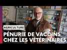 Agriculture : pénurie de vaccins chez les vétérinaires