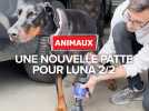 Animaux : une nouvelle patte pour Luna (2/2)