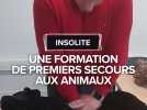 Insolite : une formation de premiers secours aux animaux