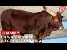 Chambly : un watusi s'invite au centre commercial