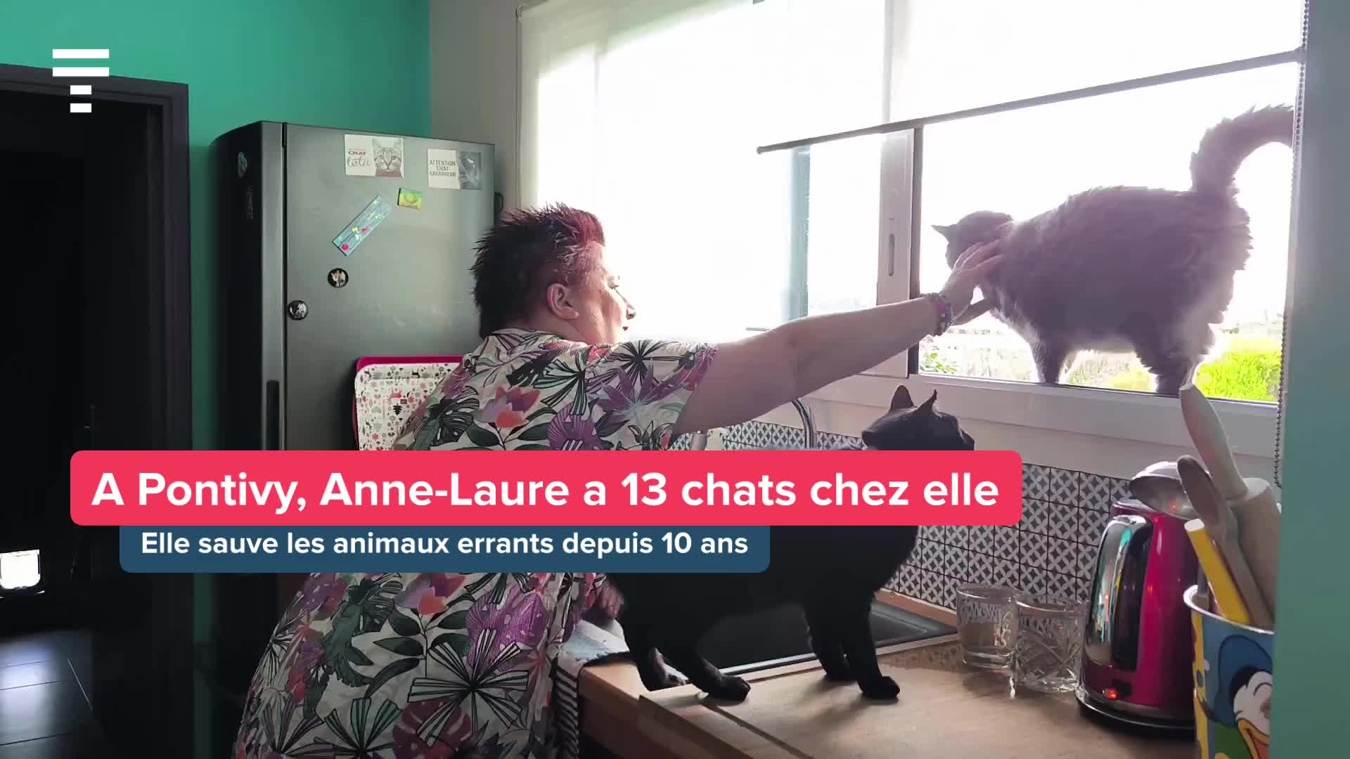 « J'en ai treize chez moi » : en Centre-Bretagne, Anne-Laure sauve les chats errants depuis dix ans