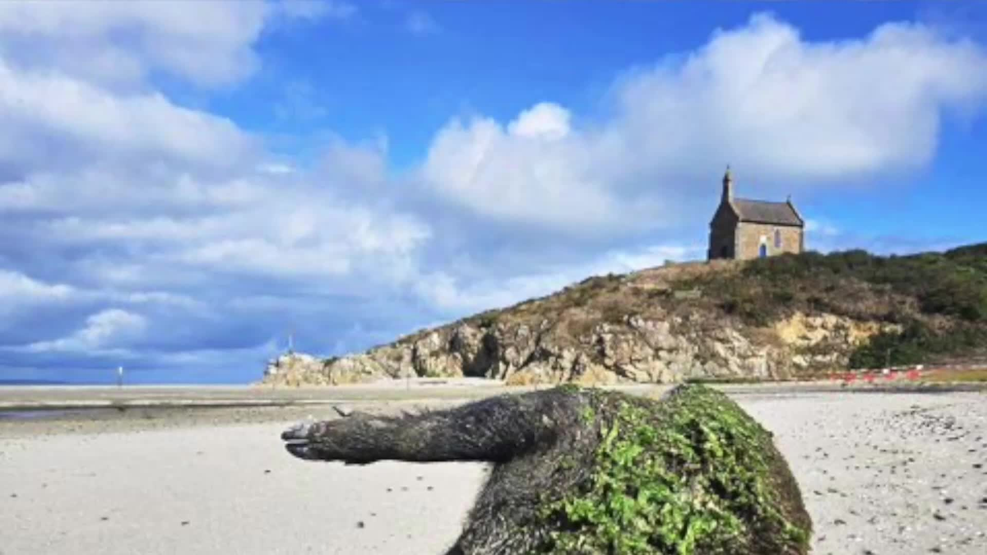 Avec la toxicité des algues vertes, le débat est relancé et inquiète en Bretagne: T dans l'actu fait le tour de l'info en vidéo