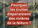 Environnement - Pourquoi les truites disparaissent-elles de nos rivières dans la Nièvre ?