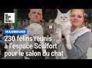 Maubeuge salon chat