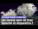 Les coraux vont-ils tous blanchir et disparaître ?