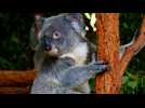 VIDÉO. 750 koalas abattus en Australie : l'opération polémique des autorités