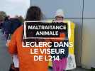 Maltraitance animale : Leclerc dans le viseur de L214