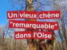 Le vieux chêne de Saint-Jean-aux-Bois décroche enfin le label «arbre remarquable»