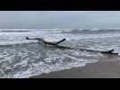 Un coup de mer est prévu sur le littoral agathois vendredi 21 mars.